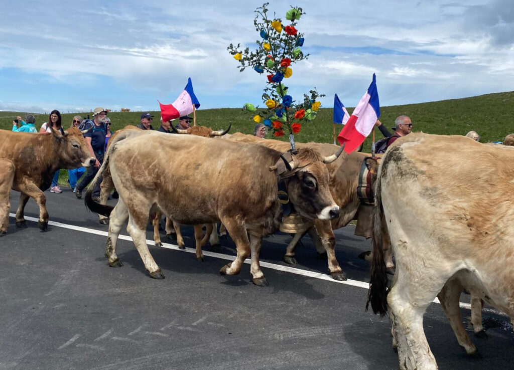 La transhumance en Aubrac : une tradition vivante au cœur du plateau